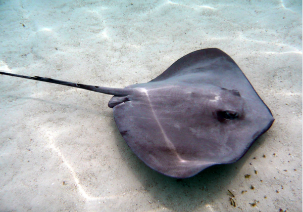 A modern-day stingray, which probably looked pretty similar to the Green River Formation rays.